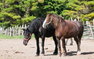 Percheron Horse Breed Guide