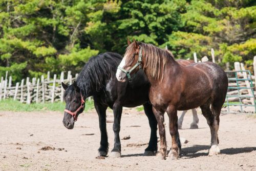 Percheron Horse Breed Guide