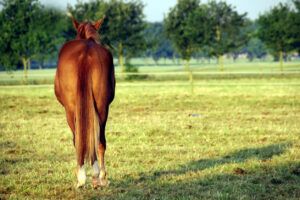 Pinworms (Oxyuris Equi) in Horses:  Symptoms, Treatment & Prevention