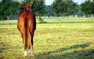 Pinworms in Horses