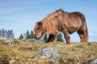 Prascend® (Pergolide) for Horses with PPID: Mechanism, Dosage & Side Effects