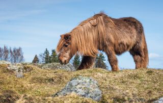 Prascend Pergolide for Horses with PPID