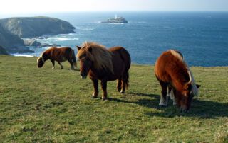 Shetland Pony Breed Guide