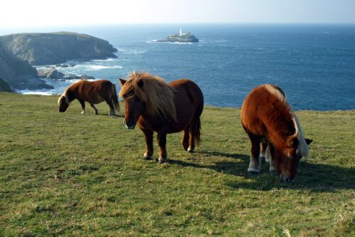 Shetland Pony Breed Guide