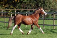 Welsh Pony Breed Guide – Characteristics, Health & Nutrition