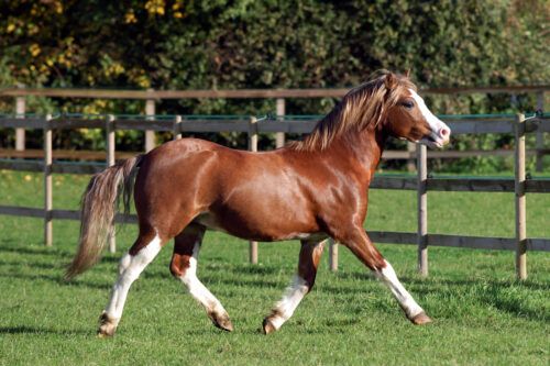 Welsh Pony Breed Guide