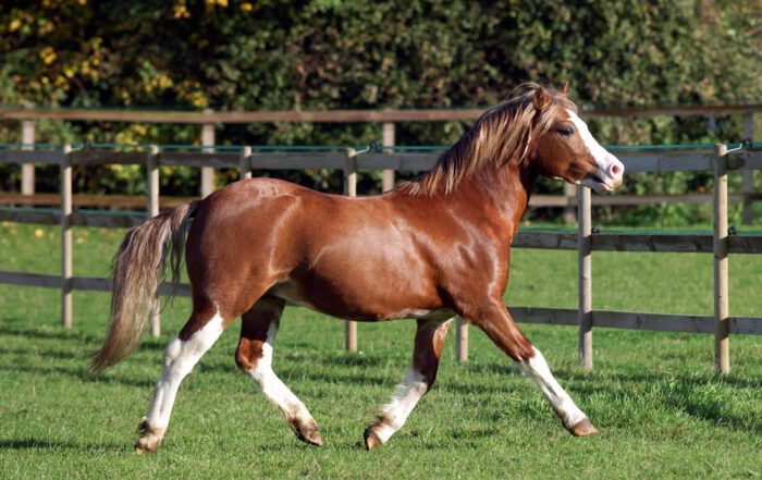 Welsh Pony Breed Guide