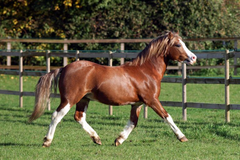 Welsh Pony Breed Guide
