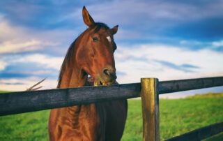 Wood Chewing in Horses