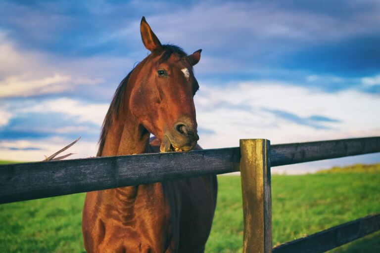 Wood Chewing in Horses