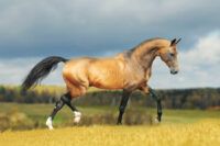 Akhal-Teke Horse Breed Guide: Characteristics, Health & Nutrition