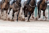 Bone Bruises in Horses: Signs, Treatment & Recovery Time