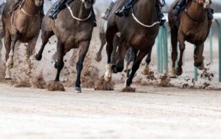 Bone Bruises in Horses