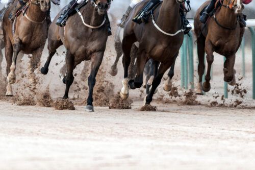Bone Bruises in Horses