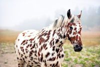 Colorado Ranger Horse Breed Guide: Characteristics, Health & Nutrition