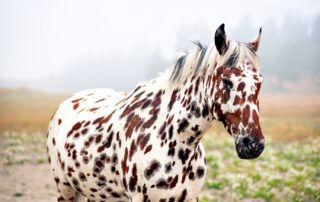 Colorado Ranger Horse Breed