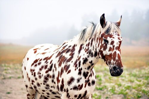 Colorado Ranger Horse Breed