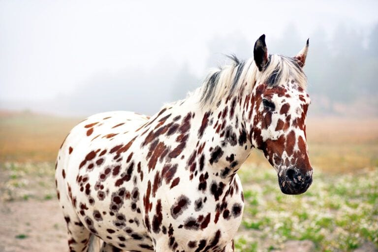Colorado Ranger Horse Breed