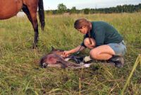 Congenital Hypothyroidism & Dysmaturity Syndrome in Foals