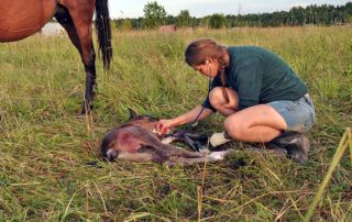 Congenital Hypothyroidism and Dysmaturity Syndrome in Foals