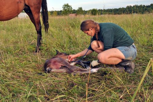 Congenital Hypothyroidism and Dysmaturity Syndrome in Foals
