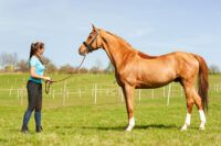 Evaluating Horse Conformation: Factors that Judges Look For