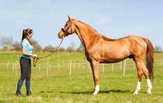 Evaluating Horse Conformation