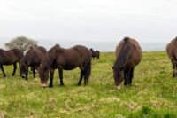 Exmoor Pony Breed Guide: Characteristics, Health & Nutrition