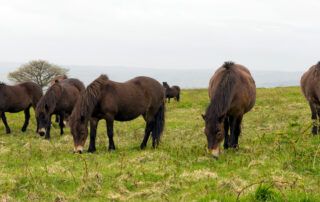 Exmoor Pony Breed Profile
