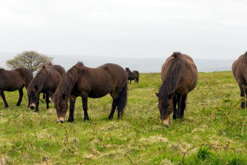 Exmoor Pony Breed Profile