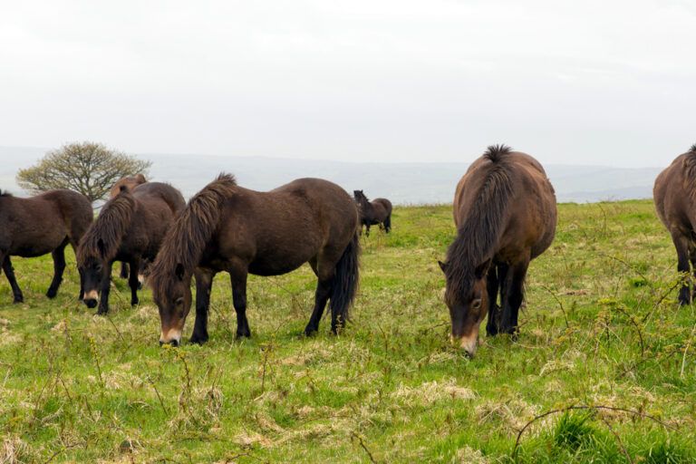 Exmoor Pony Breed Profile