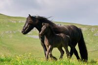 Fell Pony Breed Guide: Characteristics, Health & Nutrition