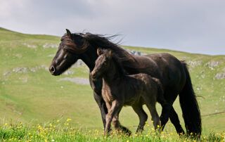 Fell Pony Breed Profile