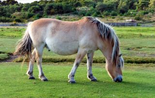 Fjord Horse Breed Guide