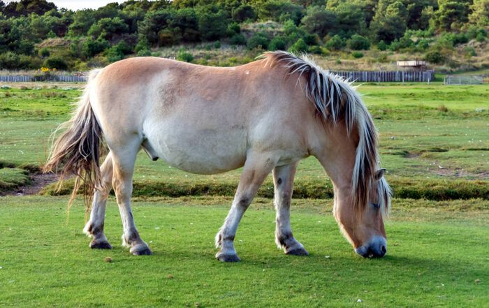 Fjord Horse Breed Guide