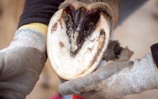 Hoof Bruise in Horses