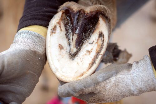 Hoof Bruise in Horses