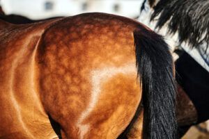 How to Get Dapples on Your Horse – [Causes of Dappling]