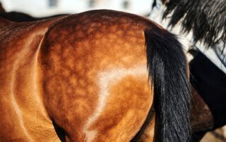 How to Get Dapples on Your Horse