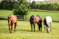 Ivermectin Paste for Deworming Horses:  Dosage & Side Effects