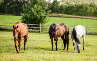 Ivermectin for Horses