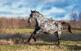 Knabstrupper Horse Breed Guide
