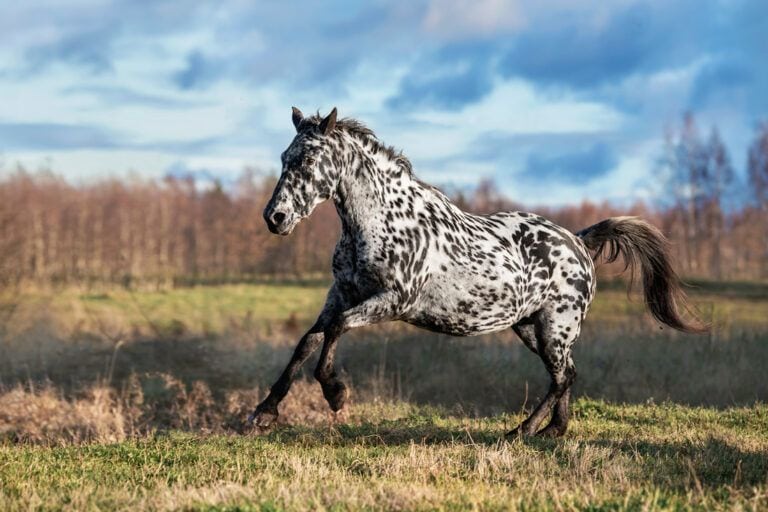 Knabstrupper Horse Breed Guide
