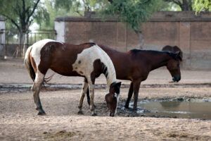 Marwari Horse Breed Guide: Characteristics, Health & Nutrition