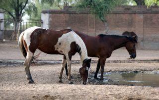 Marwari Horse Breed Profile