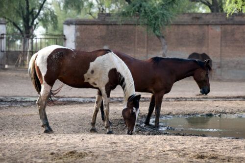 Marwari Horse Breed Profile