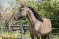 Missouri Fox Trotter Breed Guide: Characteristics, Health & Nutrition