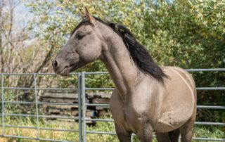 Missouri Fox Trotter Horse Breed Profile