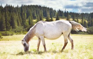 Pregnancy Loss and Miscarriage in Horses