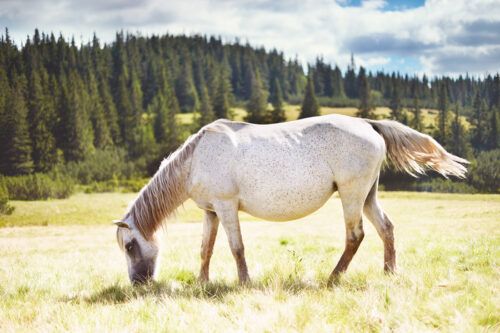 Pregnancy Loss and Miscarriage in Horses